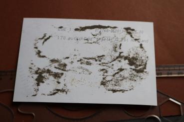 Preview: Repro Foto - Portrait SS-Mann mit Stahlhelm