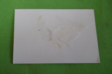 Preview: Passfoto - SS-Mann Totenkopf -  Repro