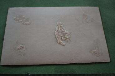 Preview: Schnappschuss Oberfeldwebel  Stumpf, Werner  III./J.G. 53