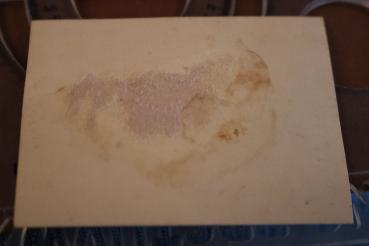 Preview: Portrait eines Mitgliedes des Stahlhelmbundes - Ausweisgröße