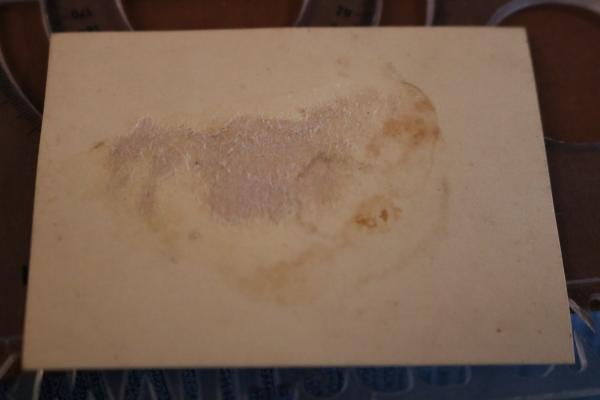 Portrait eines Mitgliedes des Stahlhelmbundes - Ausweisgröße